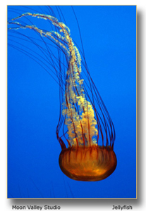 Monterey Bay Aquarium Jellyfish